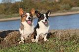 CORGI CARDIGAN 256